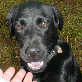 BOOGER; rescued Nov 1, 2005 in Gulfport
